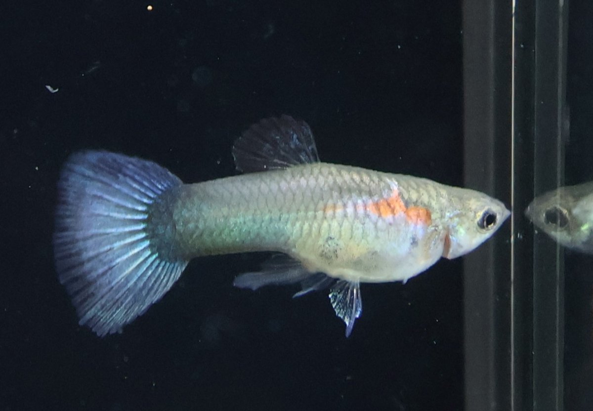 画像1: USブルーデルタ (1)