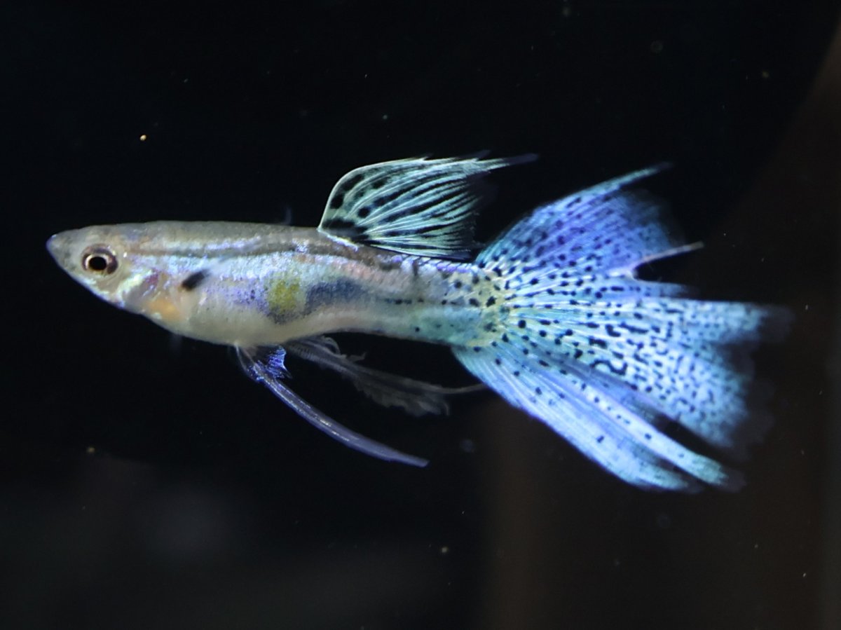 画像1: ブルーグラススワロー (1)